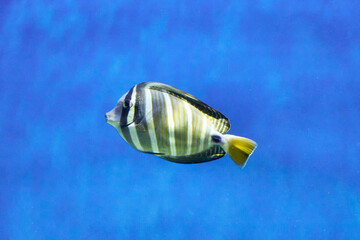 Zebrasoma Zebrasoma is a genus of marine fish of the family Surgeonidae in blue water