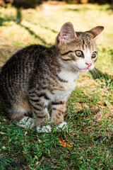 Naklejka na ściany i meble Young gray-brown domestic kitten in the garden