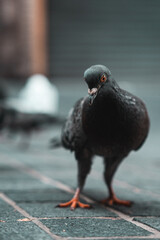 Pigeon in the city streets