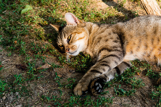 Adult domestic cat sunbathing in the garden