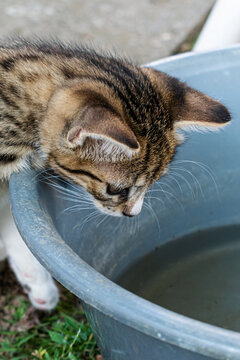 Baby kitten looking into a bowl of water