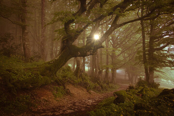 View of sunbeams through the branches of beech trees in the misty forest with fog