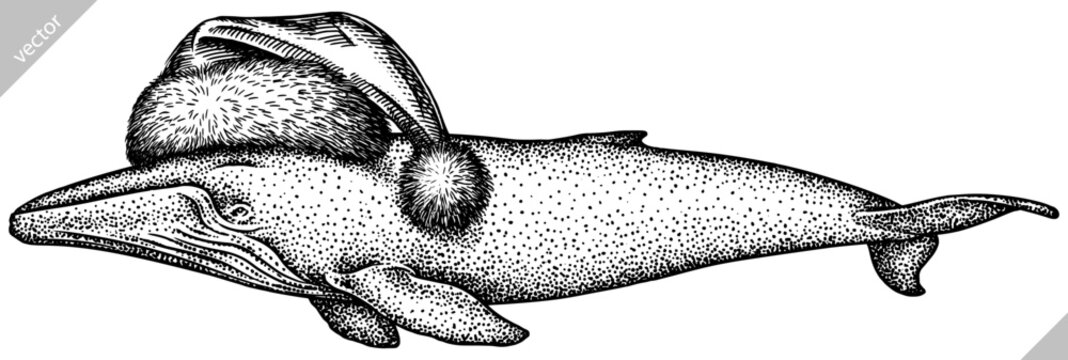 recommend clip art: Vintage engrave isolated blue whale set christmas illustration humpback ink santa costume sketch. Wild cachalot background line new year hat giant dolphin vector art