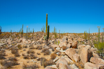 Desierto en San Isidro Baja California, Mexico