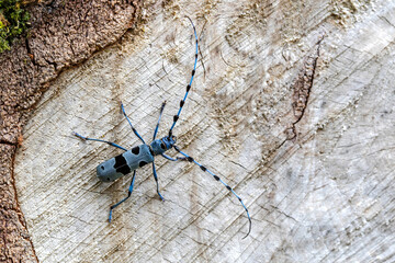 Alpenbock (Rosalia alpina)