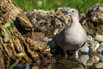 Türkentaube (Streptopelia decaocto)