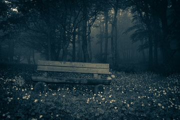 View of isolated bench in the dark night beech forest 