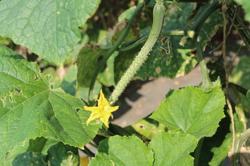 きゅうりの花　栽培風景　深谷市岡部町