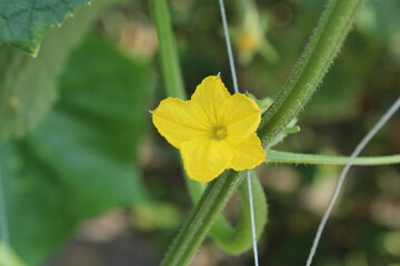 きゅうりの花　栽培風景　深谷市岡部町