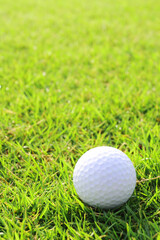 芝生上のゴルフボール