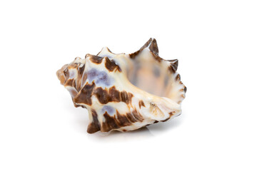 Image of reishia bitubercularis sea shells, common names bituberculate rock shell, bituberculate rock snail, chestnut rock shell isolated on white background. Sea snail. Undersea Animals. Sea Shells.