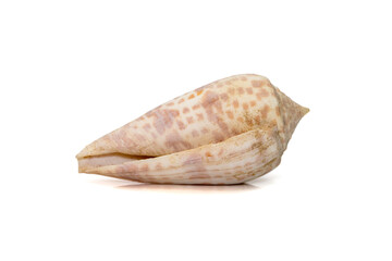 Image of conus tessulatus, common name the tessellated cone, is a species of sea snail, a marine gastropod mollusk in the family Conidae. Undersea Animals. Sea Shells.
