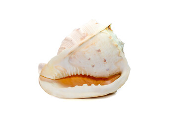 Image of Horned Helmet sea shells. (cassis Cornuta) is a species of extremely large sea snail isolated on white background. Undersea Animals. Sea Shells.