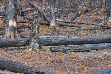 Saxon Switzerland National Park: Burnt logs on charred ground after huge wild fires with new plant growing