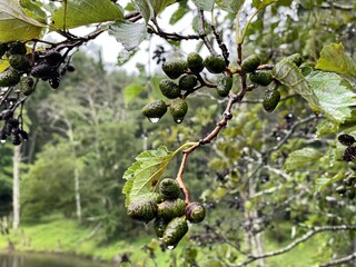 grapes on the vine