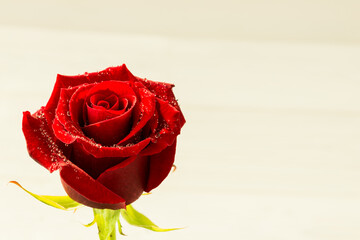 Red rose on wood