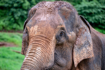 Close up photo of elephant and blurred background.