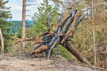Fototapeta na wymiar Bohemian National Park: Tree fallen over with burnt stump after large wild fires