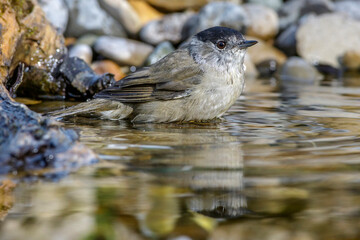 Mönchsgrasmücke (Sylvia atricapilla) Männchen