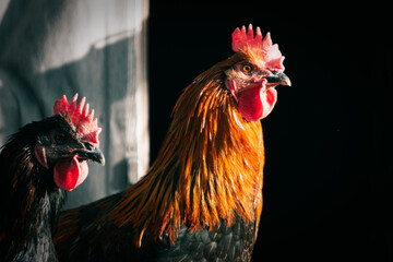 portrait of a rooster looking into the sun © Didzis Andersons