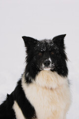 black and white border collie dog portrait