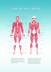 Human body structure against white background
