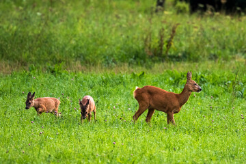 Rehgeiß (Capreolus capreolus) mit Kitzen