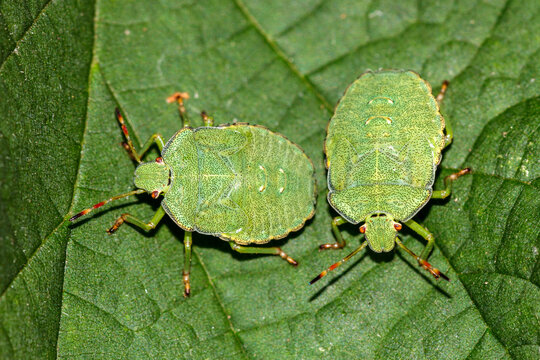 Gr&uuml;ne Stinkwanze (Palomena prasina)