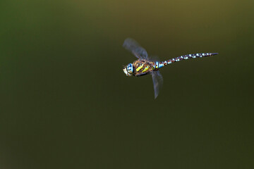 Herbst-Mosaikjungfer (Aeshna mixta)