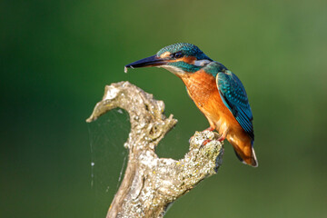 Eisvogel (Alcedo atthis)