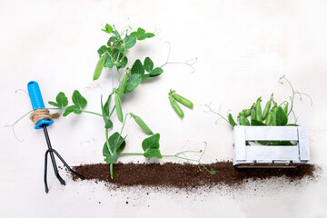 Green pea composition with garden tools on light background.