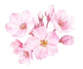 Fototapeta 春の花：桜の花の水彩イラスト。クローズアップ。（透過背景） obraz