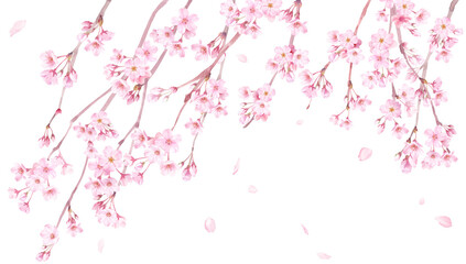春の花：枝垂れ桜の花と散る花びらの水彩イラスト。バナー背景。（透過背景）