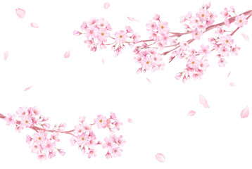 春の花：さくらと散る花びらのフレーム。左右から伸びる枝。水彩イラスト。（透過背景）