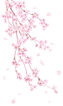 春の花：枝垂れ桜の花と散る花びらの水彩イラスト。（透過背景）