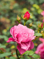 Roses are planted inside the tourist area in Ba Na mountain, Da Nang