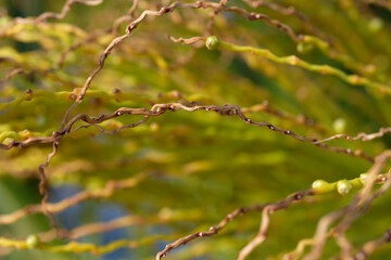 spring tree branch