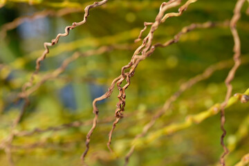 branches in spring