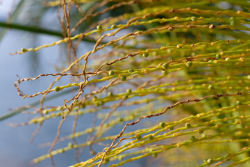 branches of a tree