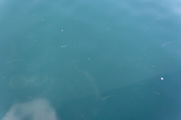 Fototapeta premium Faint Fish Swimming Beneath Calm Blue Green Water with Soft Cloud Reflections and Minimal Texture