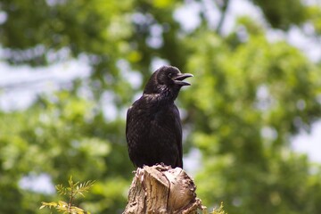 crow on the tree