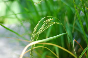 green wheat field