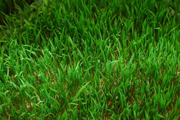 green grass background
