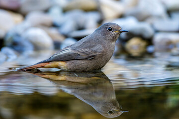 Hausrotschwanz (Phoenicurus ochruros)