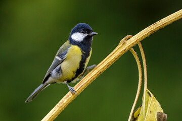 Kohlmeise (parus major)