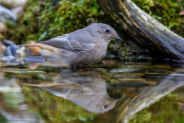 Hausrotschwanz (Phoenicurus ochruros)
