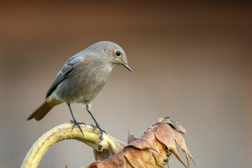 Hausrotschwanz (Phoenicurus ochruros)