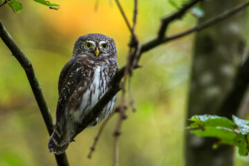 Sperlingskauz (Glaucidium passerinum)