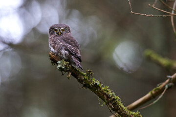 Sperlingskauz (Glaucidium passerinum)