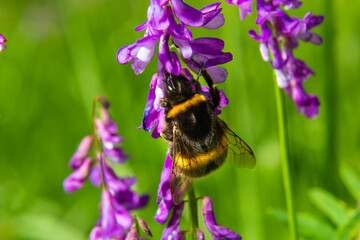 Closeup of a brown hairy worker common carder bumblebee, Bombus pascuorum, sipping nectar from the purple flowers of Birds vetch - Powered by Adobe